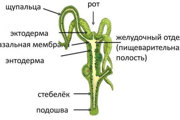 Где найти ссылку на кракен