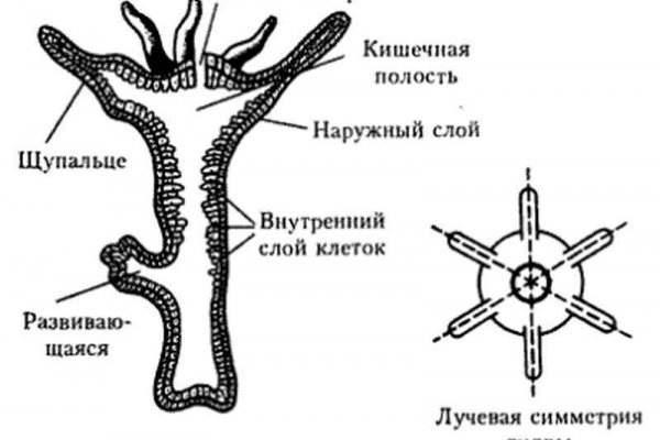 Кракен kr2web in